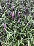 GRDplanten Leliegras 3x Leliegras - Liriope musc. 'Royal Purple' | 9x9 cm pot