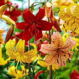 Merkloos / Sans marque Dutch Bulbs B.V. Lelie Bloembollen Winterhard - Tijgerlelie Lilium - 15 stuks - Meerkleurig