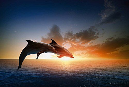 Salut des dolfijnen decoratief behang poster 3 x 2,70 m | XXL HD-kwaliteit deco en foto muurschildering Scenolia