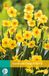 Jub Narcissus Golden Dawn bloembollen 5 bollen Narcis JUB