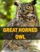 GREAT HORNED OWL: A Coffee Table Photo Book for Animal Lovers