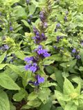 GRDplanten Groendecor Tuinarchitectuur 6x Virginische lobelia - Lobelia siphilitica | 9x9 cm pot