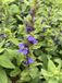 GRDplanten Groendecor Tuinarchitectuur 6x Virginische lobelia - Lobelia siphilitica | 9x9 cm pot