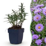 Green boutiQ Vasteplant Aster Mittelmeer Paars 12 Stuks
