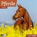 Pferde Ackermann Kunstverlag Pferde Kalender 2027 - 30x30 - Art12