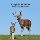 Virginia Animals and Mammals Kids Wildlife Book