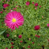 Arborix 6 x Aster Novi Belgii 'Crimson Brocade' - Herfstaster pot 9x9 cm
