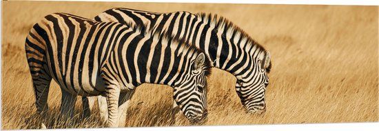 Merkloos / Sans marque Acrylglas - Zebra Duo in Landschap - 150x50 cm