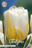 Dutch Flower Lady Alfred Heineken Darwin Hybride Tulpen bollen 10 stuks Bolmaat 12+