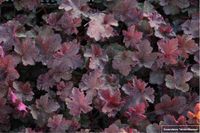 GRDplanten Groendecor Tuinarchitectuur 6x Heuchera Heuchera 'Chocolate Ruffles'® Purperklokje | 9x9cm | 9x9cm
