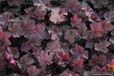 GRDplanten Groendecor Tuinarchitectuur 6x Heuchera Heuchera 'Chocolate Ruffles'® Purperklokje | 9x9cm | 9x9cm