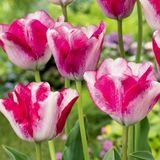 Green boutiQ - 48x Tulipa Mata Hari - Roze en Wit