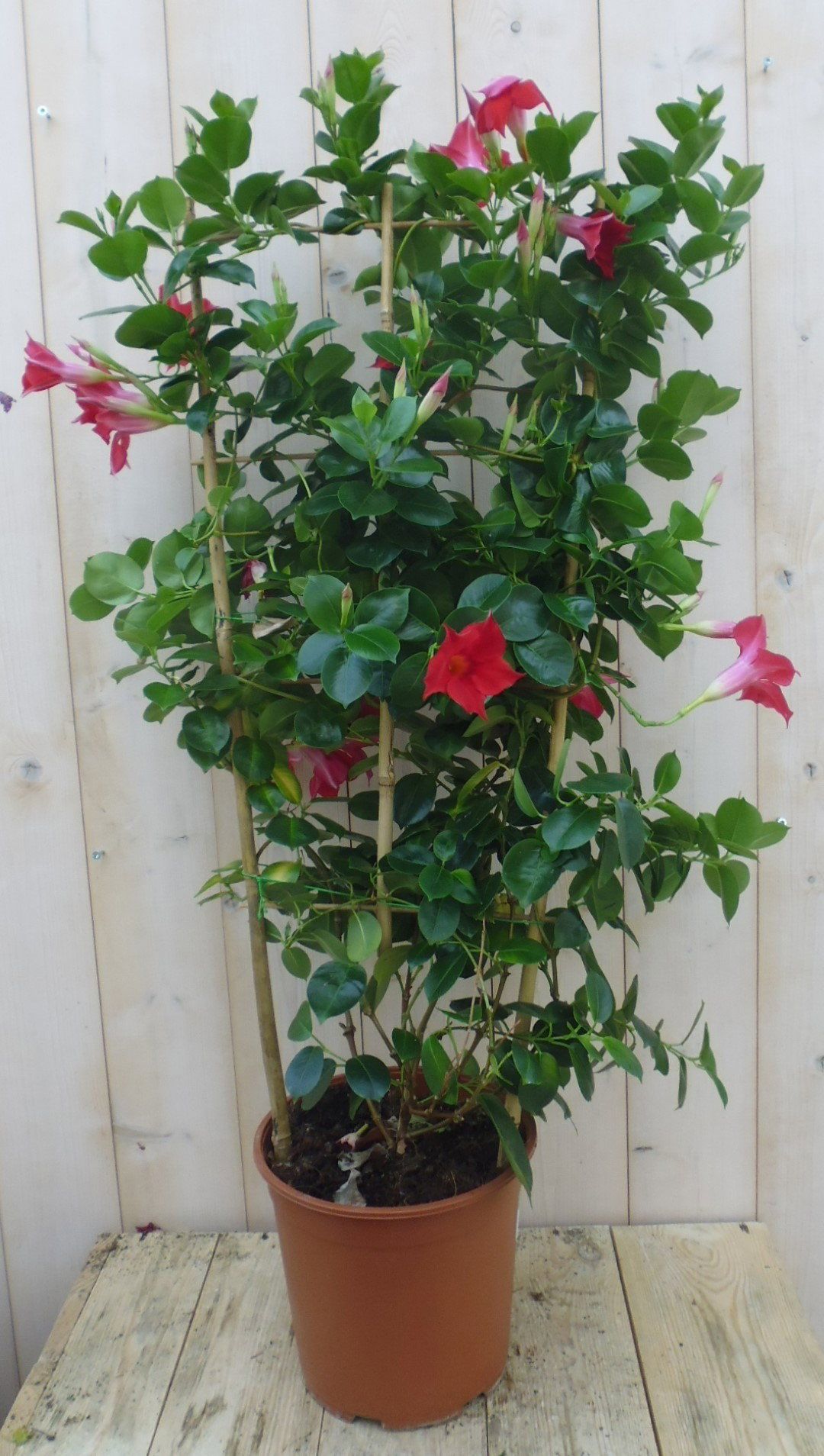 Warentuin Natuurlijk Dipladenia Mandevilla Sundaville rood 70-90 cm klimplant op bamboestokken kuipplant
