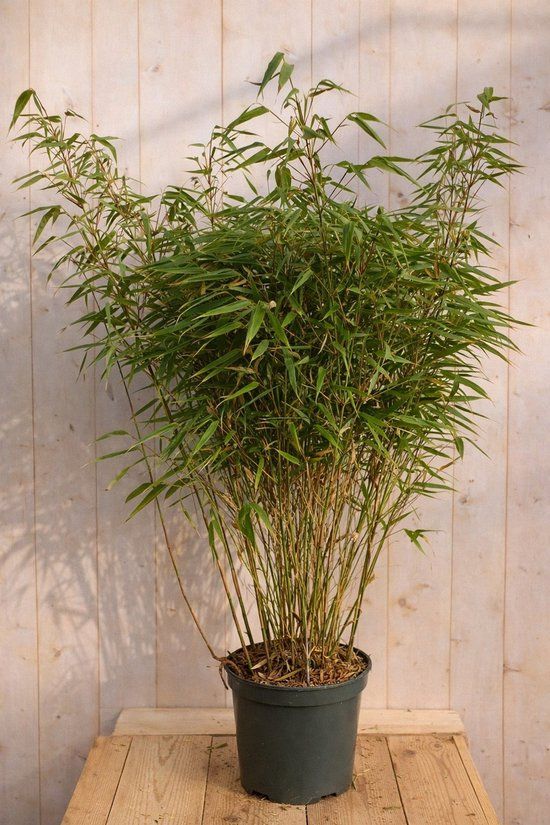Warentuin natuurlijk - Bamboe Fargesia Scabrida Asian Wonder 110 cm