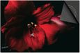 Dietrix Inductie Beschermer - 65x52cm - Bloemen en Planten - Orchidee rood