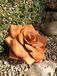 Edelrost Roses