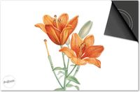 Dietrix Inductie beschermer 60x52 - Botanical - Oranje tulp