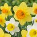 Green boutiQ - 30x Narcissus large Cupped mix - Geel en Wit
