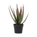 RED DECO Kunstmatige plant, aloë pot, H81 cm