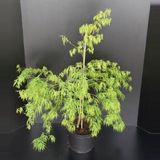 Plantenwinkel.nl Japanse esdoorn Acer palmatum "Dissectum" heester - 60-80 cm - 1 stuks