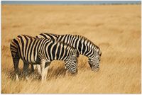 Merkloos / Sans marque Poster - Grazend Zebra Duo - 105x70 cm - Glanzend