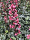 GRDplanten Groendecor Tuinarchitectuur 6x Purperklokje - Heuchera hybr. 'Paris'® | 9x9 cm pot
