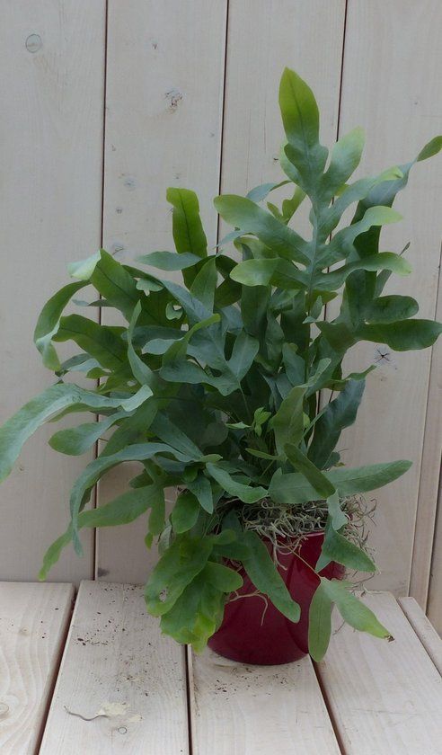 Warentuin natuurlijk Blauwvaren Phlebodium in rode pot 30 cm