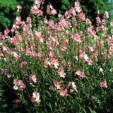 Arborix Sidalcea 6 x Sidalcea 'Rosy Gem' - Griekse Malva pot 9x9cm