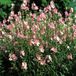 Arborix Sidalcea 6 x Sidalcea 'Rosy Gem' - Griekse Malva pot 9x9cm