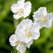 Arborix 6 x Geranium Phaeum 'Album' - Ooievaarsbek Pot 9x9 cm - Witbloeiende Tuinplant