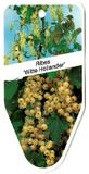 Warentuin natuurlijk Oosterik home - Ribes Witte Hollander