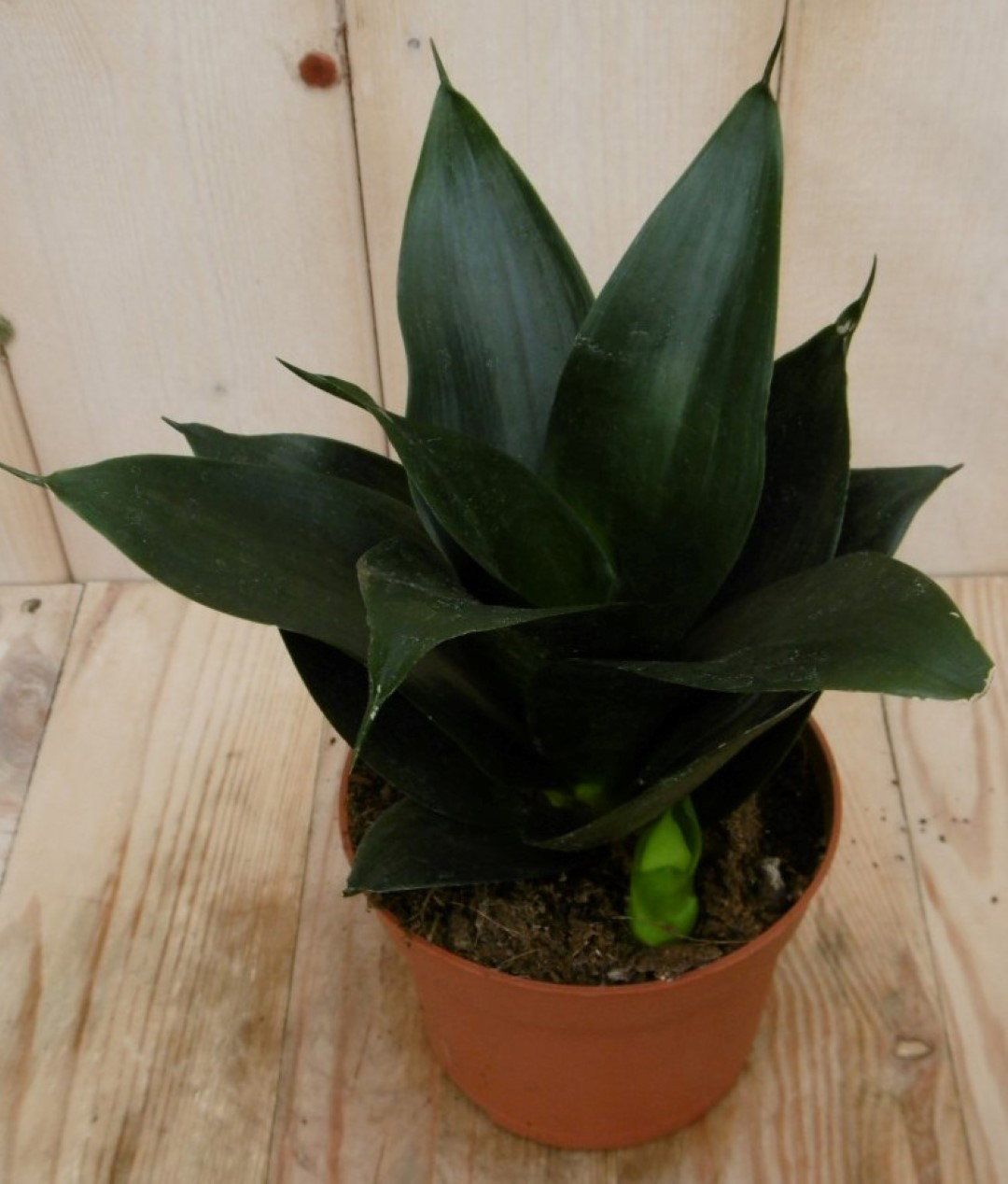 Warentuin Natuurlijk Vrouwentong Sansevieria donkergroen Mini/Klein kamerplant Sanseveria