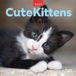 Cute Browntrout Cute Kittens 2027 12 X 24 Inch (Hanging) Monthly Square Wall Calendar Plastic-Free