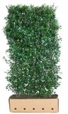 Quickhedge Kant & klaar haag Ilex meserveae Heckenpracht h150 x 100 cm breed Amerikaanse hulst