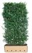 Quickhedge Kant & klaar haag Ilex meserveae Heckenpracht h150 x 100 cm breed Amerikaanse hulst