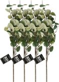 Bellatio Design Fleur artificielle/branche artificielle Eucalyptus Narvik - 4x - 92 cm - vert clair