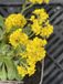 GRDplanten Groendecor Tuinarchitectuur 6x Aurinia - Aurinia saxatilis | 9x9 cm pot
