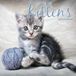 Magnet & Steel Kittens Kalender 2026