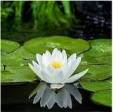 Moerings Nymphaea Alba | Waterlelie | In 3L Mand