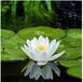 Moerings Nymphaea Alba | Waterlelie | In 3L Mand