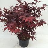 Plantenwinkel.nl Japanse esdoorn Acer palmatum "Bloodgood" heester - 40-50 cm - 1 stuks