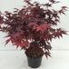 Plantenwinkel.nl Japanse esdoorn Acer palmatum "Bloodgood" heester - 40-50 cm - 1 stuks