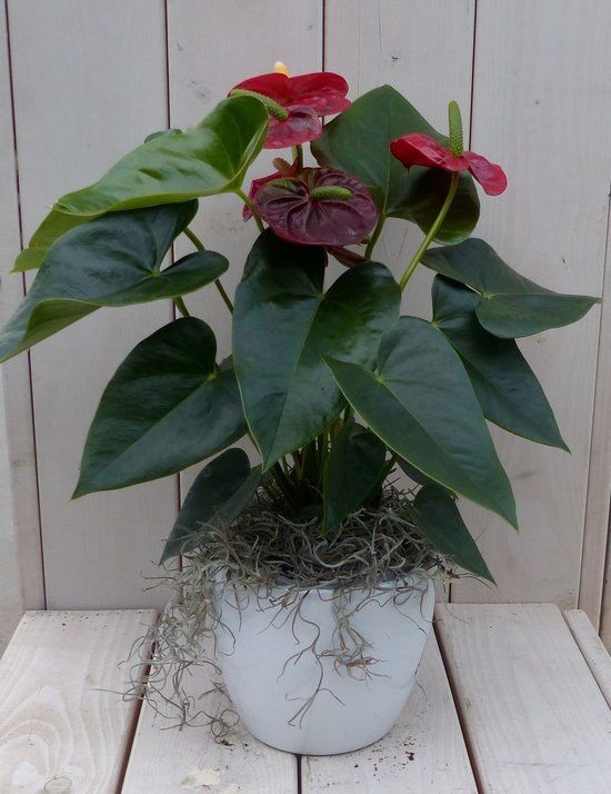 Warentuin Natuurlijk Flamingoplant Anthurium Rood in Witte Pot 40 cm