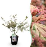 Green boutiQ - Japanse Esdoorn - Acer palmatum Iyoshi - Roze - Terrasplant