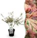 Green boutiQ - Japanse Esdoorn - Acer palmatum Iyoshi - Roze - Terrasplant