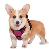 BARKBAY Anti-trek hondentuigje, groot reflecterend hondenharnas met clip aan de voorkant en eenvoudige handgreep voor wandelen, training, hardlopen met ID-tag zak (roze/zwart, M)