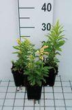 GRDplanten Groendecor Tuinarchitectuur 6x Guldenroede - Solidago hybr. 'Strahlenkrone' | 9x9 cm pot