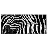 Homemania Wandfoto, zebra-dieren, voor woonkamer, slaapkamer, meerkleurig, 70 x 3 x 100 cm, HM20KNV70 x 100 – 154, polyester, hout