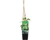 Bloomique Humulus Lupulus Hop Plant