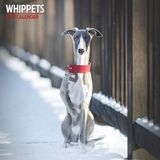 Magnet & Steel Whippet Kalender 2027 Wandkalender